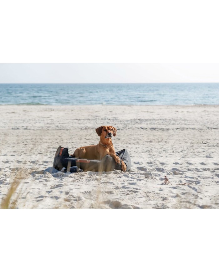 Collari da addestramento per cani Trixie Be Nordic Marrone 35 cm