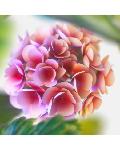 Profumo Uomo Tommy Hilfiger TOMMY NOW 100 ml