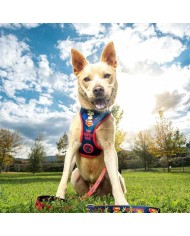 Imbracatura per Cani DC Pets Imbracatura per Cani DC Pets