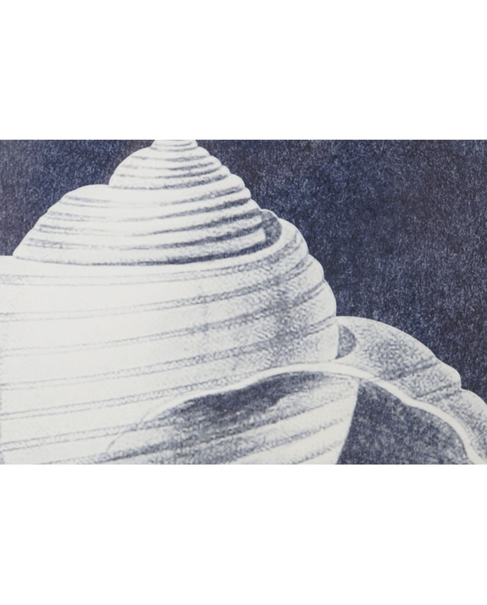 Quadro Home ESPRIT Conchiglia 60 x 2,5 x 45 cm (4 Unità)