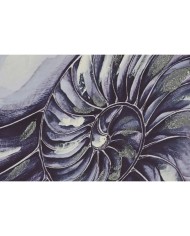 Quadro Home ESPRIT Conchiglia 60 x 2,5 x 80 cm (4 Unità)