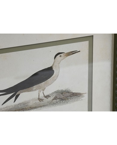 Quadro Home ESPRIT Uccelli Cottage 40 x 2,5 x 54 cm (6 Unità)