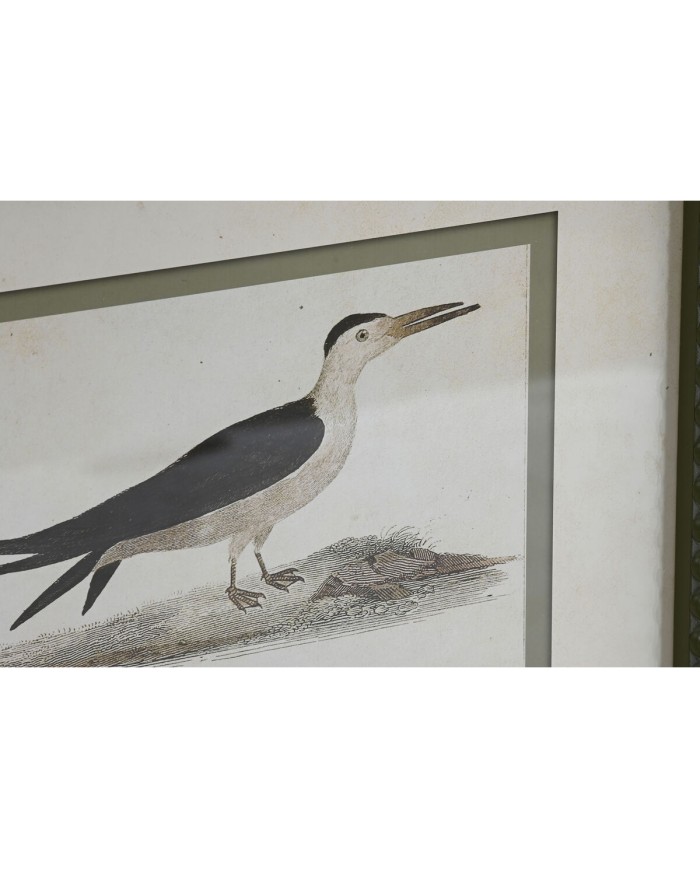 Quadro Home ESPRIT Uccelli Cottage 40 x 2,5 x 54 cm (6 Unità)