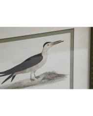 Quadro Home ESPRIT Uccelli Cottage 40 x 2,5 x 54 cm (6 Unità)