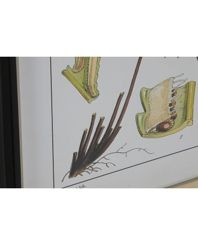 Quadro Home ESPRIT Moderno Felce 50 x 2,5 x 65 cm (6 Unità)