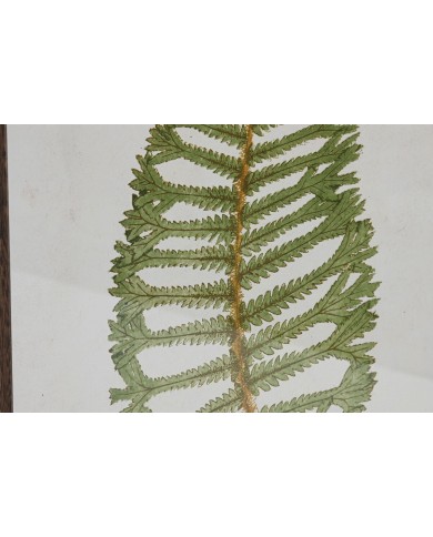 Quadro Home ESPRIT Felce Cottage 45 x 2,5 x 70 cm (4 Unità)