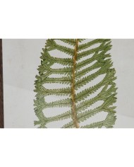 Quadro Home ESPRIT Felce Cottage 45 x 2,5 x 70 cm (4 Unità)