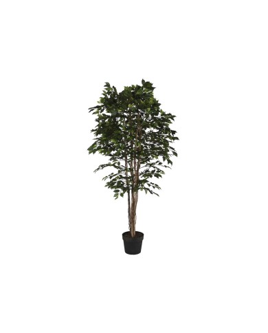 Albero Home ESPRIT Polietilene Ficus 100 x 100 x 210 cm