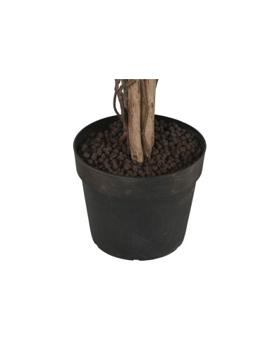 Albero Home ESPRIT Polietilene Ficus 100 x 100 x 210 cm