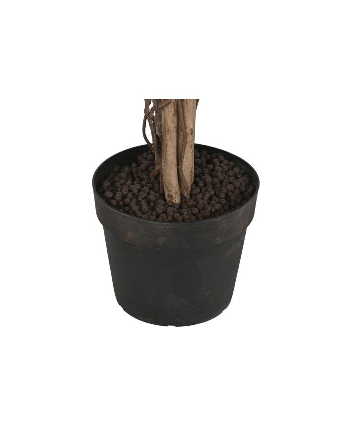 Albero Home ESPRIT Polietilene Ficus 100 x 100 x 210 cm Albero Home ESPRIT Polietilene Ficus 100 x 100 x 210 cm
