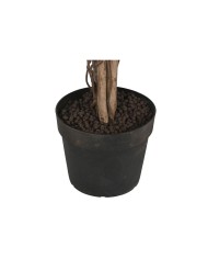 Albero Home ESPRIT Polietilene Ficus 100 x 100 x 210 cm Albero Home ESPRIT Polietilene Ficus 100 x 100 x 210 cm
