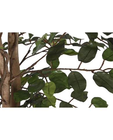 Albero Home ESPRIT Polietilene Ficus 100 x 100 x 210 cm