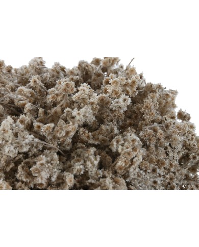 Pianta Decorativa Home ESPRIT Fiore 22 x 22 x 14 cm (2 Unità)