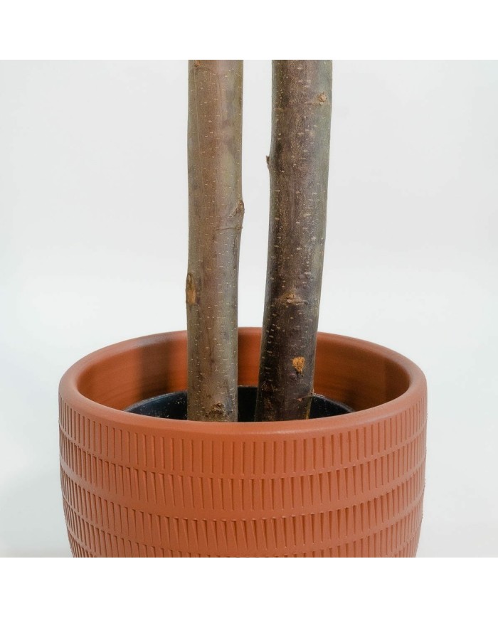 Albero Home ESPRIT Poliestere Legno Cemento Eucalipto 90 x 90 x 180 cm Albero Home ESPRIT Poliestere Legno Cemento Eucalipto 90 x 90 x 180 cm