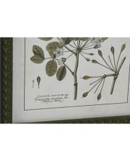 Quadro Home ESPRIT Verde Beige Shabby Chic Piante botaniche 30 x 2,5 x 40 cm (4 Unità)