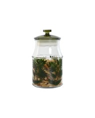 Set di 3 Barattoli Home ESPRIT Verde Cristallo 1,2 L 3 Pezzi Set di 3 Barattoli Home ESPRIT Verde Cristallo 1,2 L 3 Pezzi