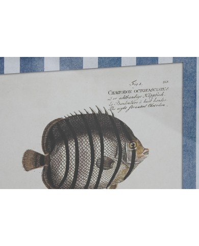 Quadro Home ESPRIT Azzurro Pesce 40 X 2,5 X 55 cm (4 Unità)