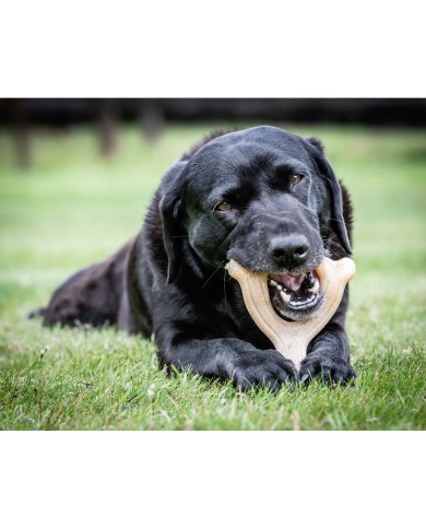 Giocattoli per cani Nylabone Pollo 11 Crema animali