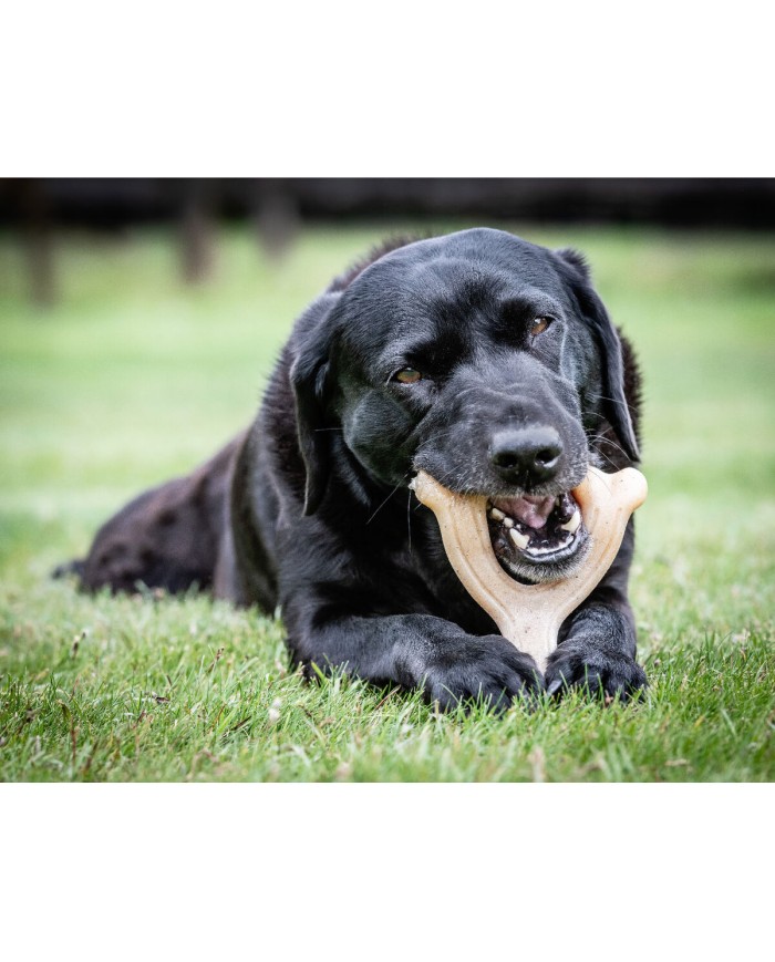 Giocattoli per cani Nylabone Pollo 11 Crema animali Giocattoli per cani Nylabone Pollo 11 Crema animali