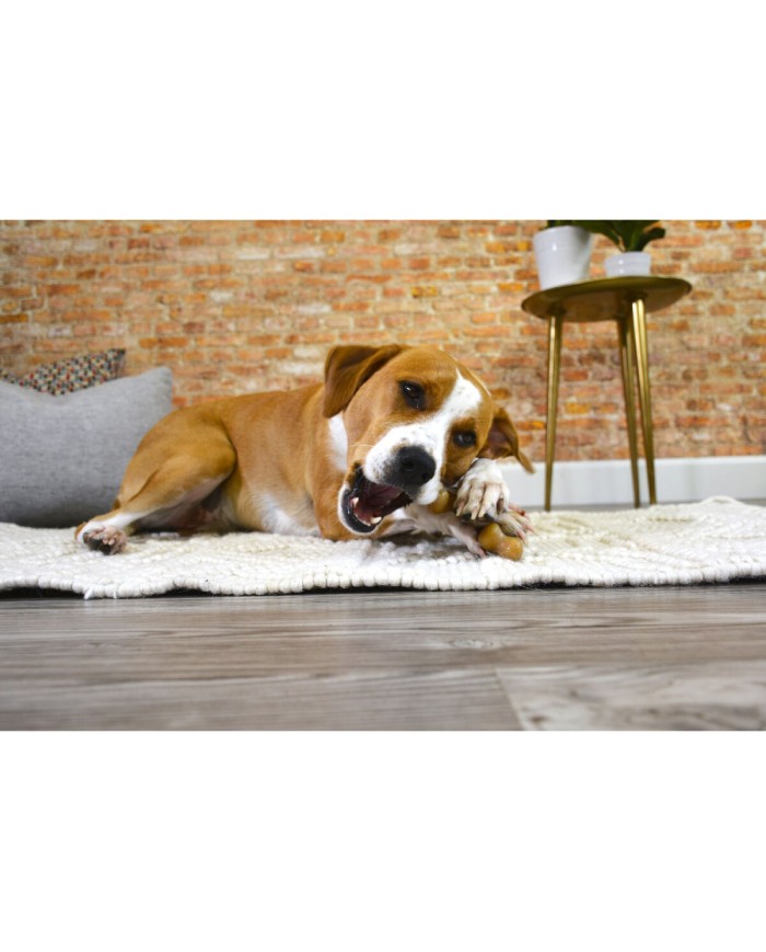 Giocattoli per cani Nylabone Pollo 11 Crema animali Giocattoli per cani Nylabone Pollo 11 Crema animali