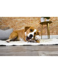 Giocattoli per cani Nylabone Pollo 11 Crema animali Giocattoli per cani Nylabone Pollo 11 Crema animali