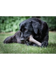 Giocattolo da mordere per cani Nylabone Marrone Burro Di Arachidi XL Giocattolo da mordere per cani Nylabone Marrone Burro Di Arachidi XL