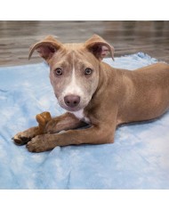 Giocattolo da mordere per cani Nylabone Marrone Bacon Artificiale S Giocattolo da mordere per cani Nylabone Marrone Bacon Artificiale S