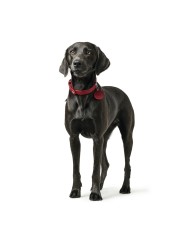 Collare per Cani Hunter Aalborg Rosso S/M 37-43 cm