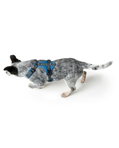 Imbracatura per Cani Hunter Maldon Up Azzurro 38-62 cm