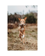 Peluche per cani Hunter Beige 100 % Riciclato Volpe Peluche per cani Hunter Beige 100 % Riciclato Volpe