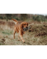 Peluche per cani Hunter Grigio 100 % Riciclato Orso