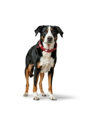 Collare per Cani Hunter Love M/L 47-54 cm Rosso