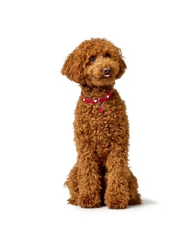 Collare per Cani Hunter Love Rosso XS 24-28 cm