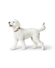 Collare per Cani Hunter Inari Rosso XL 45-65 cm Collare per Cani Hunter Inari Rosso XL 45-65 cm