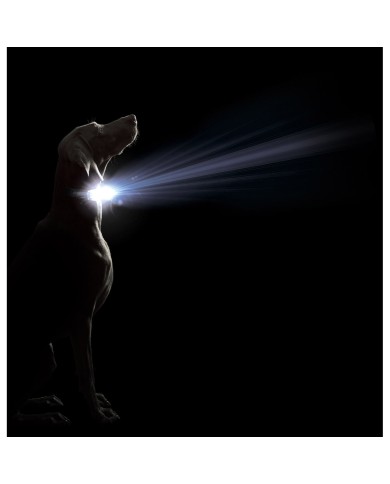 Collare per Cani Dog Gone Smart Nero L Luce