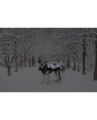 Cappotto per Cani Dog Gone Smart Nero 55 cm Cappotto per Cani Dog Gone Smart Nero 55 cm