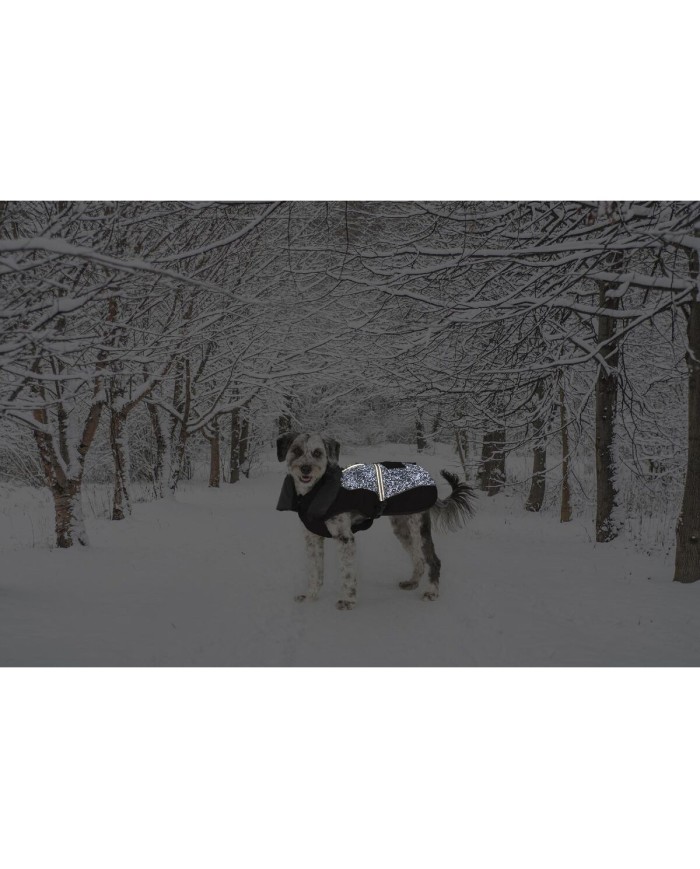 Cappotto per Cani Dog Gone Smart Nero 60 cm