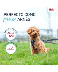 Imbracatura per Cani Company of Animals Grigio XS 28-44 cm Imbracatura per Cani Company of Animals Grigio XS 28-44 cm
