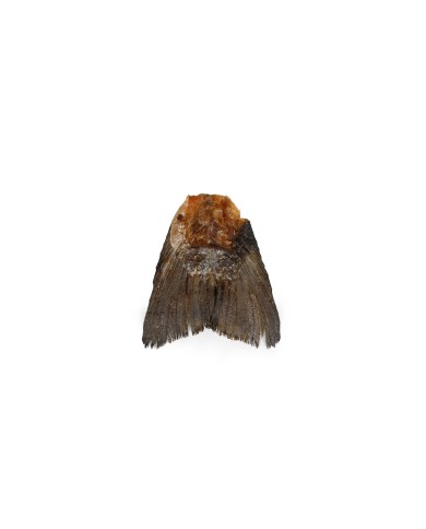 Cibo umido Snackys Pesce