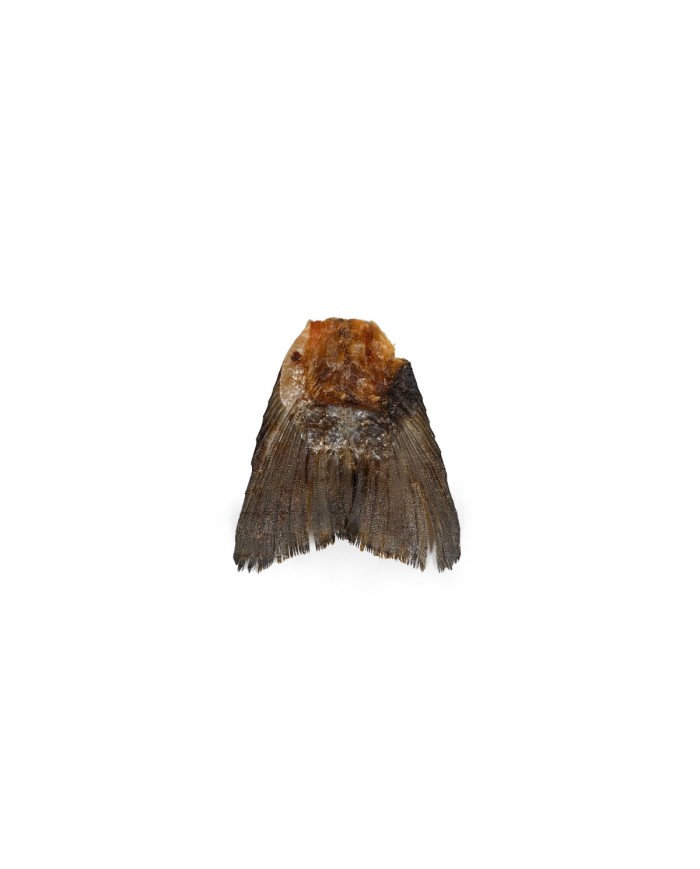 Cibo umido Snackys Pesce Cibo umido Snackys Pesce