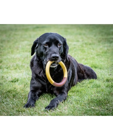 Giocattolo da mordere per cani Nylabone Ring Giallo Sandwich, Hamburger L Giocattolo da mordere per cani Nylabone Ring Giallo Sandwich, Hamburger L
