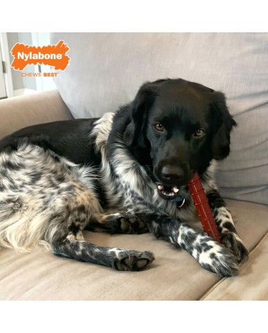 Osso Nylabone Marrone Bacon L Osso Nylabone Marrone Bacon L