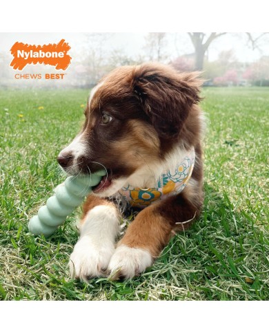 Giocattolo da mordere per cani Nylabone SENSORY TACTILE STICK Verde Burro Di Arachidi Bacon S Giocattolo da mordere per cani Nylabone SENSORY TACTILE STICK Verde Burro Di Arachidi Bacon S