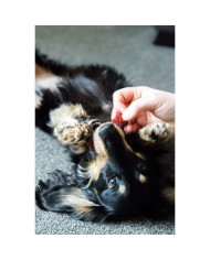 Osso Nylabone Marrone Bacon XS 2 Unità Osso Nylabone Marrone Bacon XS 2 Unità