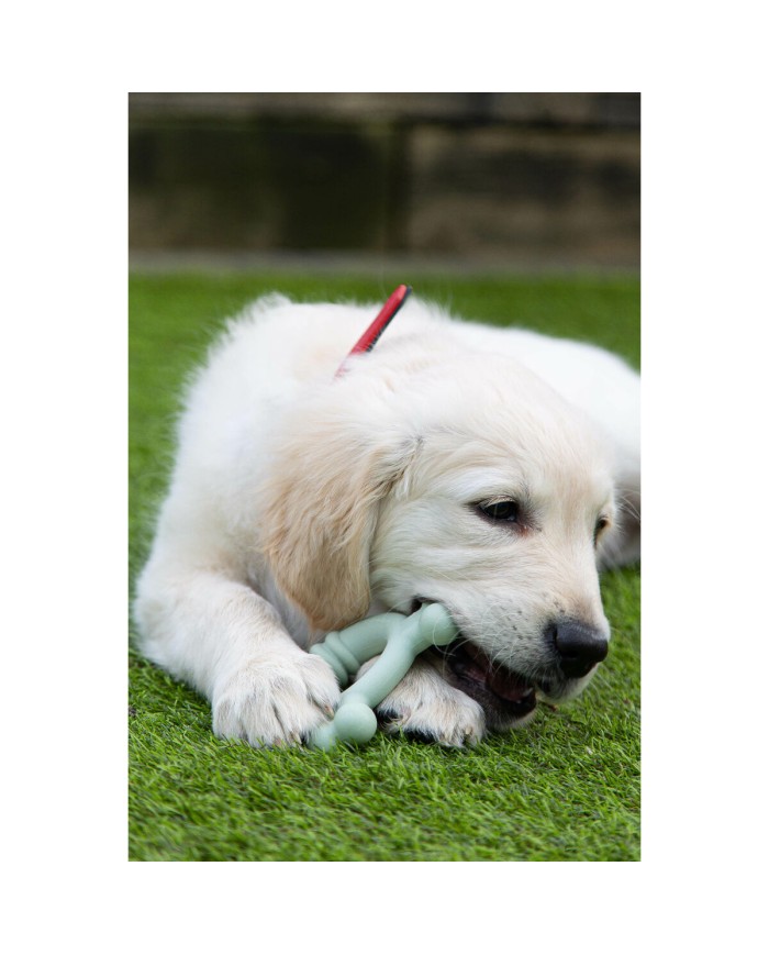 Giocattolo da mordere per cani Nylabone SENSORY TACTILE RING Verde Burro Di Arachidi Pollo S Giocattolo da mordere per cani Nylabone SENSORY TACTILE RING Verde Burro Di Arachidi Pollo S