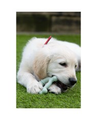 Giocattolo da mordere per cani Nylabone SENSORY TACTILE RING Verde Burro Di Arachidi Pollo S Giocattolo da mordere per cani Nylabone SENSORY TACTILE RING Verde Burro Di Arachidi Pollo S