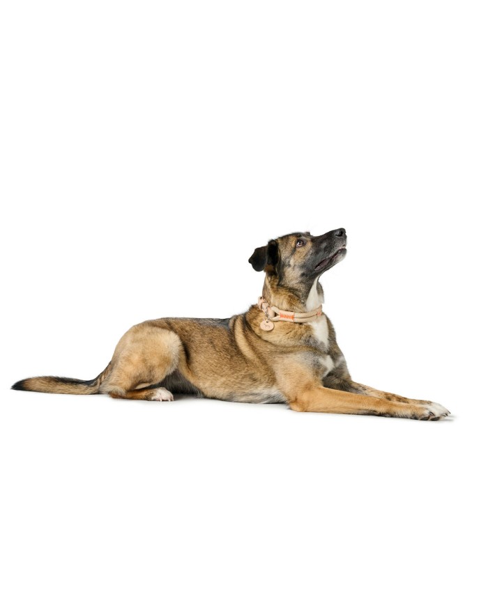 Collare per Cani Hunter Malia Beige 12 40-49 cm