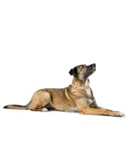 Collare per Cani Hunter Malia Beige M/L 45-54 cm