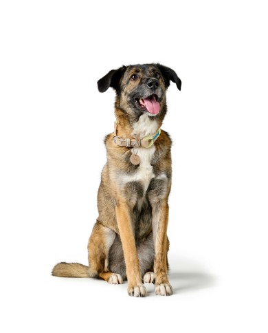 Collare per Cani Hunter MALIA Verde 12 40-49 cm