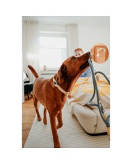 Guinzaglio per Cani Hunter MALIA Azzurro 1 x 200 cm Guinzaglio per Cani Hunter MALIA Azzurro 1 x 200 cm